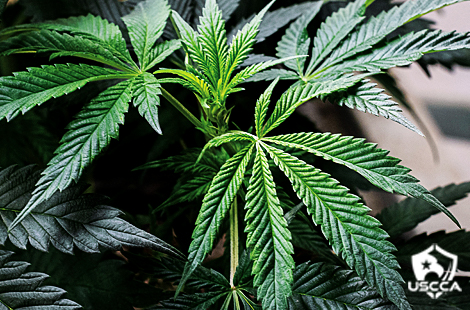 A lush green crop of cannabis plants with their distinctive fronds.